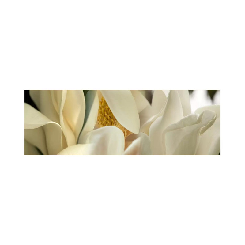 Magnolia Flowers #4 - Wrapped Canvas Panoramic Print, 152.4 cm H x 50.8 cm W x 1.91 cm D