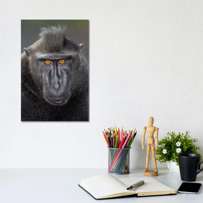 Black Crested Macaque Alpha Eye Contact by Mogens Trolle - Wrapped Canvas Print