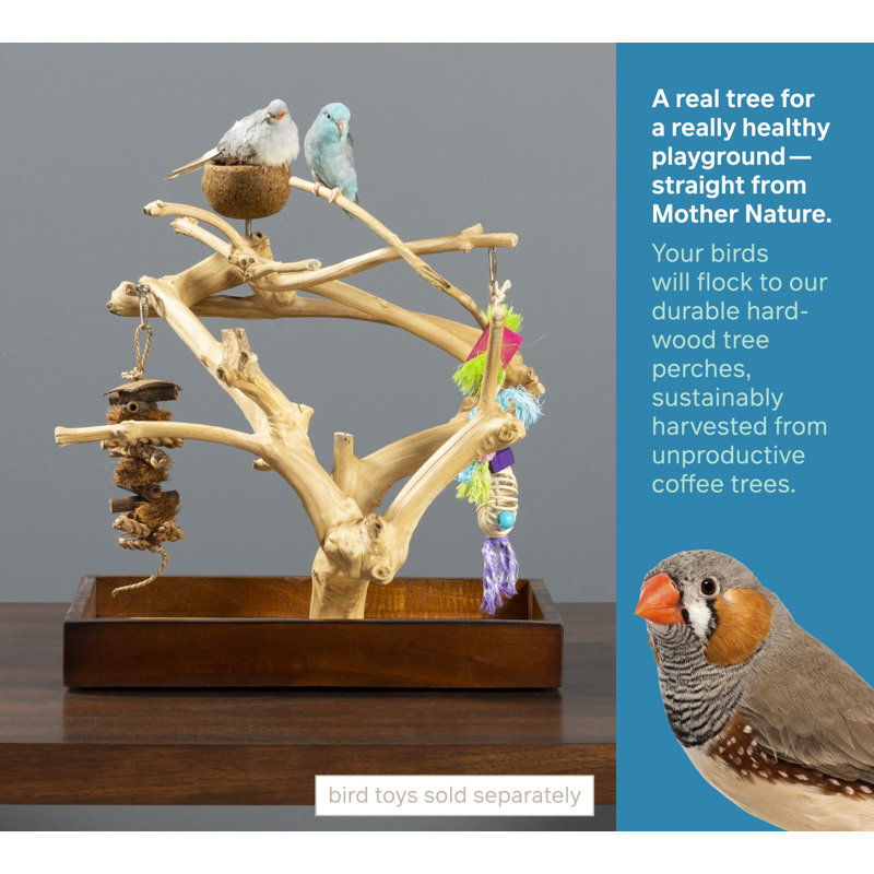Small Natural Coffeawood Bird Play Stand with Food Cup