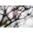 Lazare Twig Of A Tree - Wrapped Canvas Print-1139455620