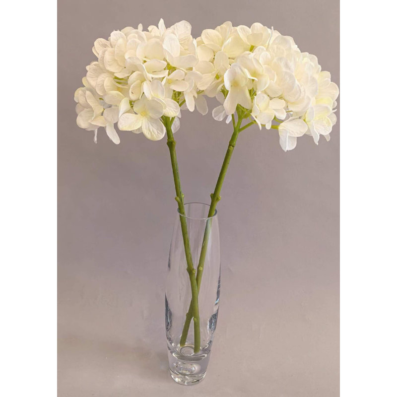HYDRANGEA SANS FEUILLES, Blanc