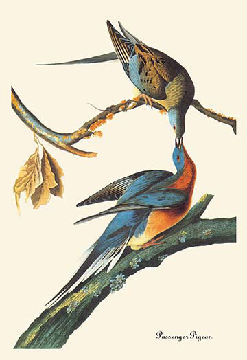 « passager-pigeon » par john james audubon, impression, H 42 po x l 28 po x P 1,5 po