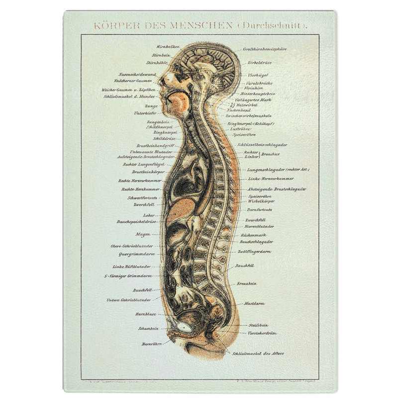 Tempered Glass Anatomy Chart in German Chopping Board, 28.5 cm W x 39 cm L