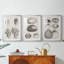 Charbon et coquilles de lin VII-530802102-530802097