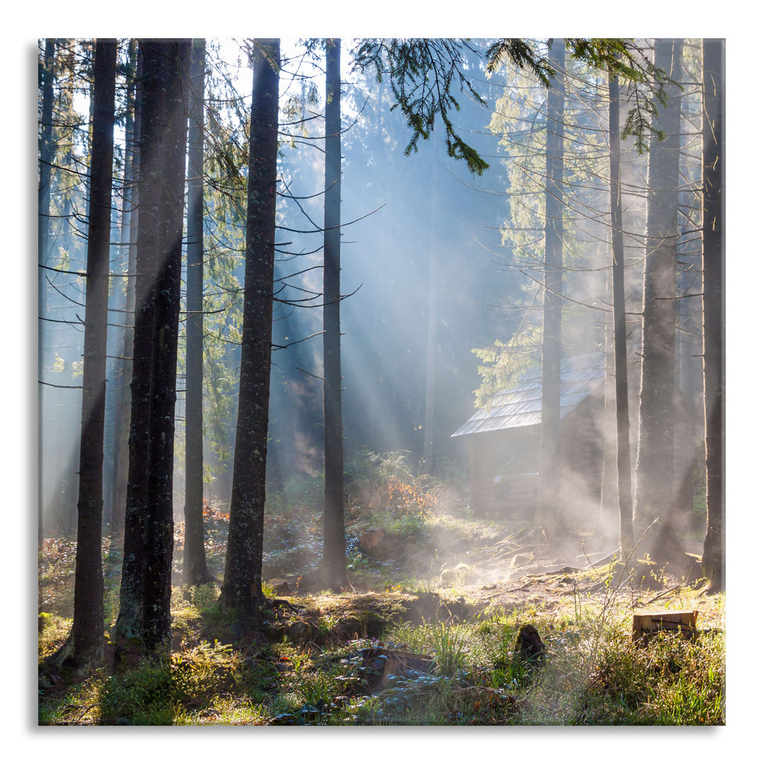 Glasbild Sonnenstrahlen im Wald