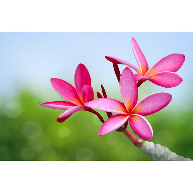 Plumeria Flowers - Photographie sur toile tendue, H 24 po x l 36 po