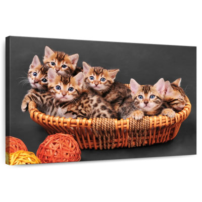 Basketful Of Bengal Kittens