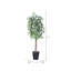 Ficus panaché économique naturel en pot économique