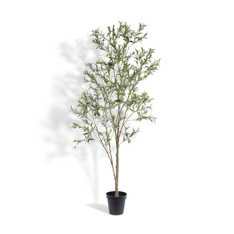 7FT Whispy Olive Tree in Grower Pot