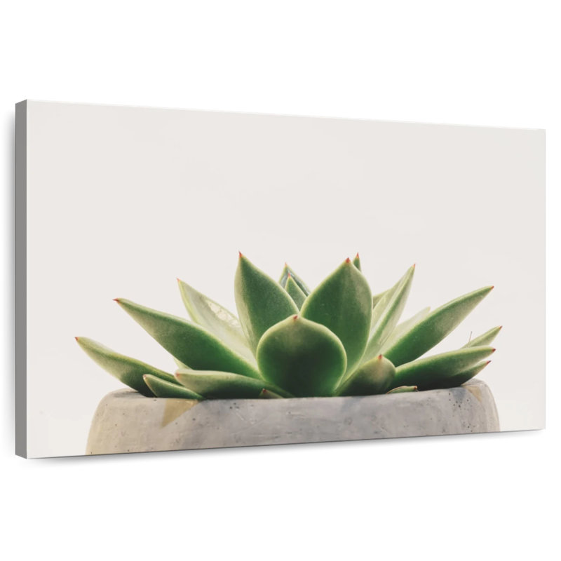 Harnek Stone Pot Succulent, 8" H x 12" W