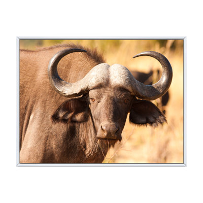 Photographie de cadre photo sur toile, "African Cape Buffalo Head"
