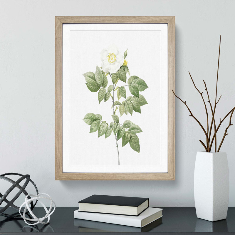 Leschenault's Rose in White by Pierre-Joseph Redoute - Picture Frame Painting Print, 36cm H x 27cm W x 2cm D, Oak Framed