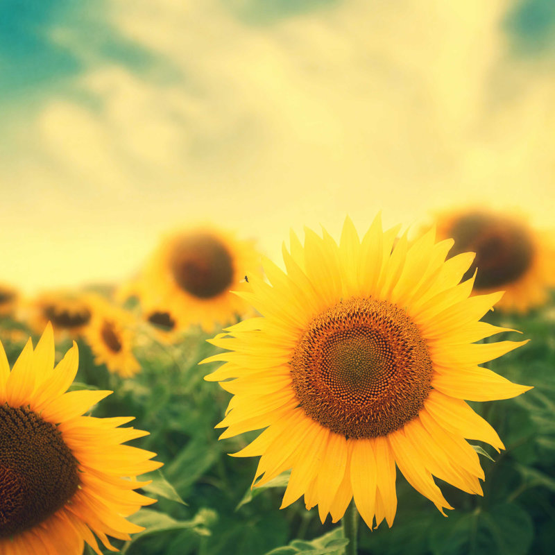 " Sun Flowers In Field " by Sergeyit, 12" H x 12" W x 1.25" D