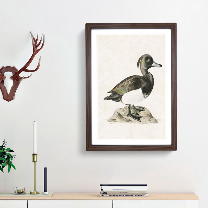 Ferruginous Duck by Von Wright - Picture Frame Painting Print, Walnut, 50cm H x 35cm W x 2cm D