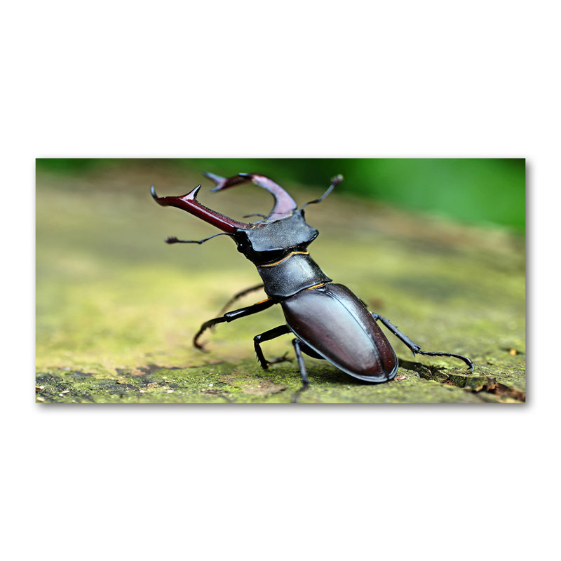 Beetle - Wrapped Canvas Print