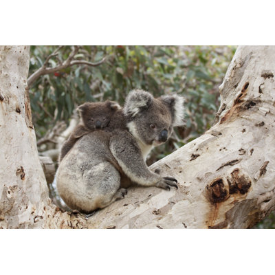 Baby Koala by Outcast85 - Wrapped Canvas Print