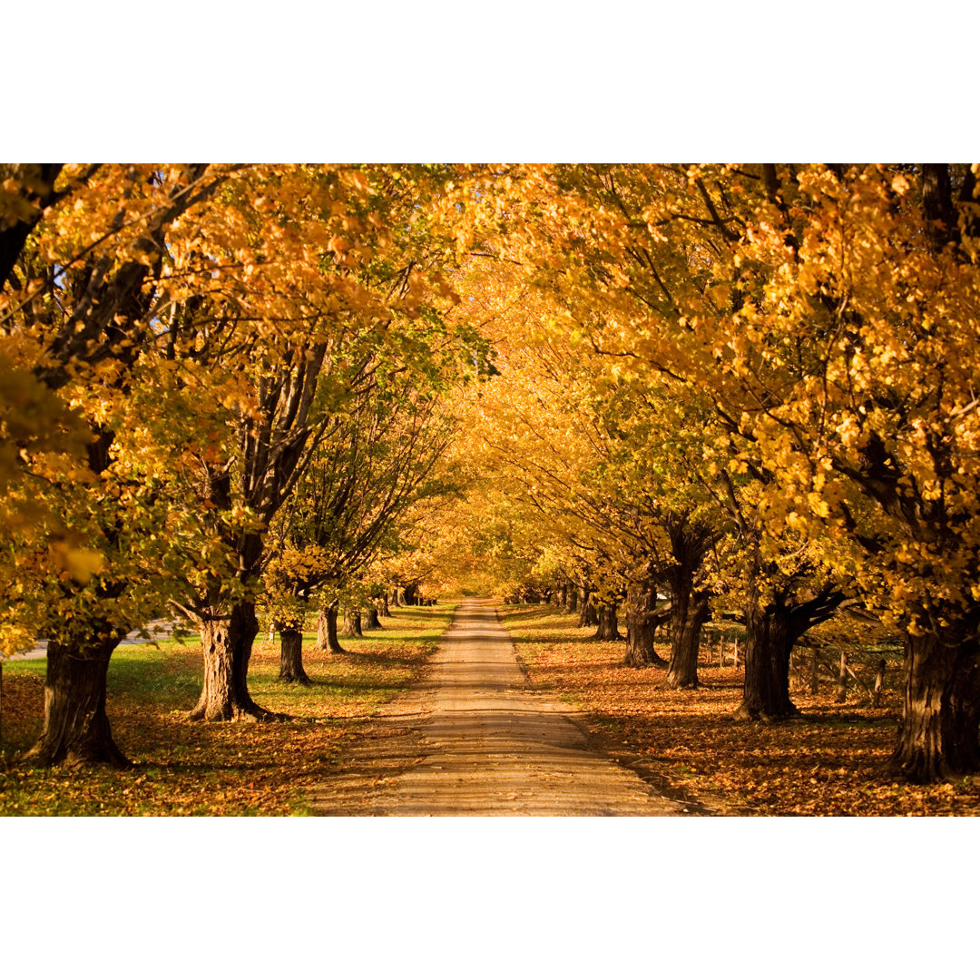 Autumn Road von Bluestocking - Kunstdrucke auf Leinwand ohne Rahmen