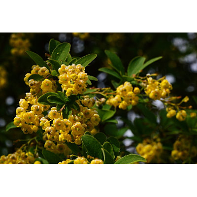Barberry Berberis Sieboldii by ZayacSK - Wrapped Canvas Print