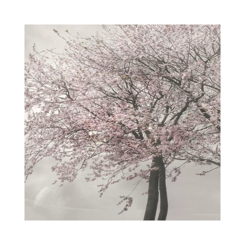 Blush In The Wind II by Irene Weisz - Wrapped Canvas Print, 30.48 cm H x 30.48 cm W