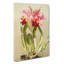 Magnolia Flowers Illustration Tab. 55 by Frederick Sander - Wrapped Canvas-55309237