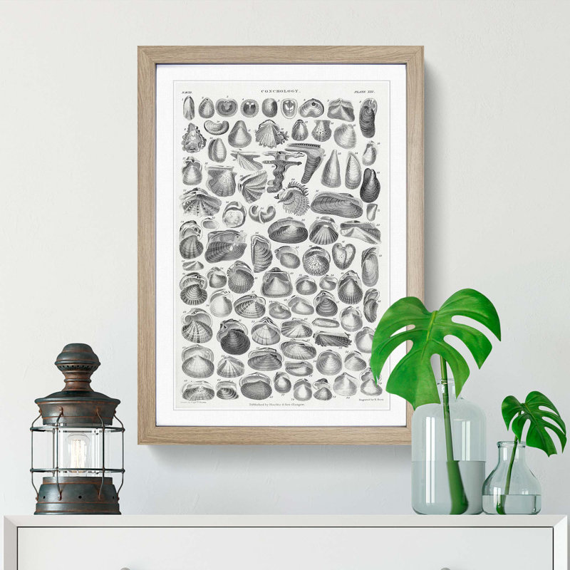 Study of Mollusc Shells XXI by Oliver Goldsmith - Picture Frame Drawing Print, 48cm H x 36cm W x 2cm D, Oak Framed