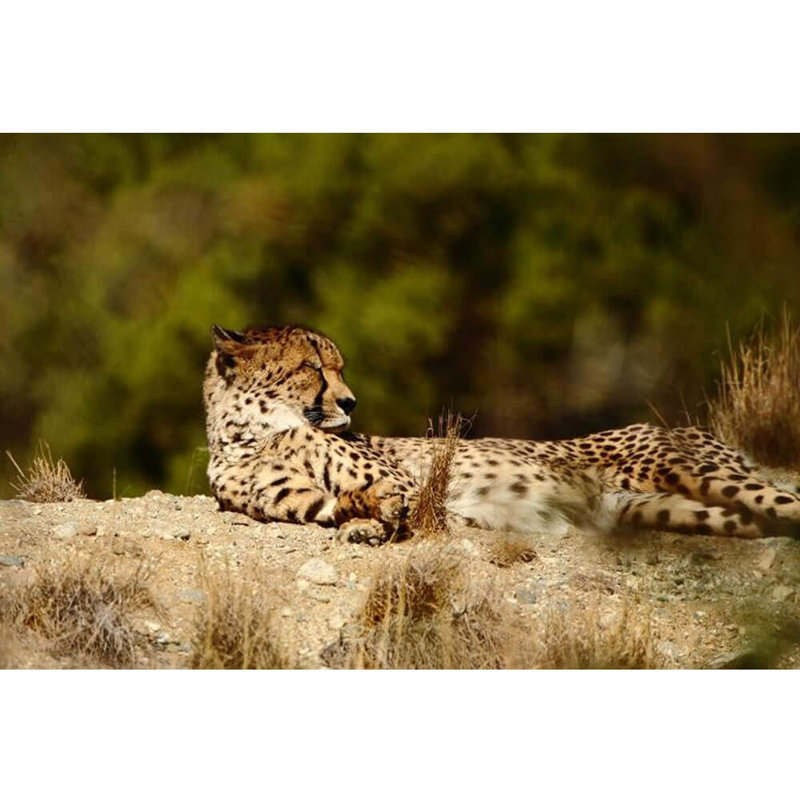 Décalcomanie murale guépard relaxed, 24 po x 36 po