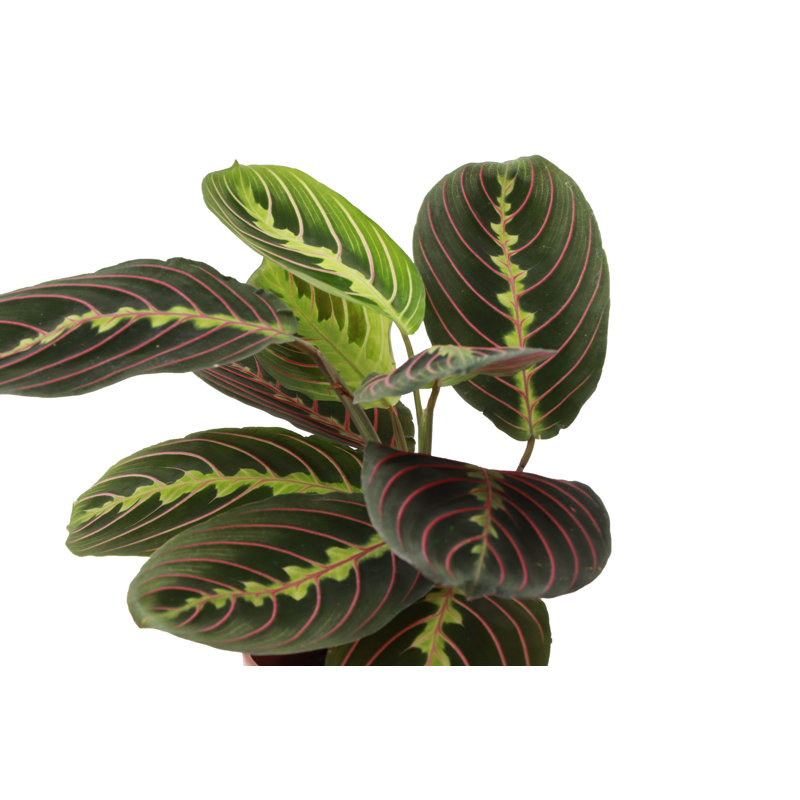 Live Red Prayer Plant