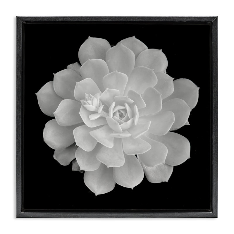 Cadre flottant blanc pur contrastant, design par Phillip Flowers, H 18 po x l 18 po, Cadre flottant noir de jais