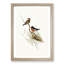 Red-Capped Robin by Elizabeth Gould - Picture Frame Painting Print-55598222-55598224