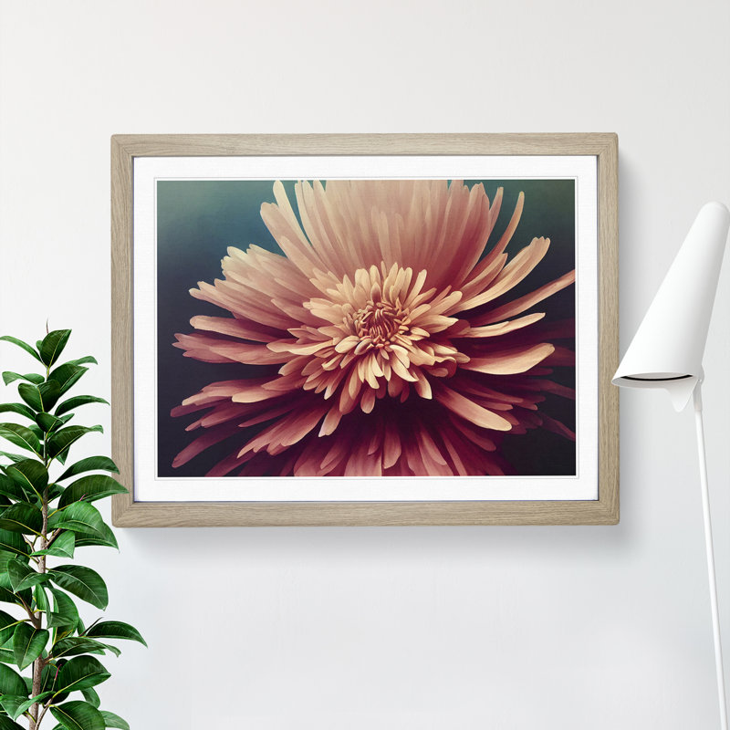 Bold Chrysanthemum Flower - Single Picture Frame Print, 46cm H x 64cm W x 2cm D, Oak Framed