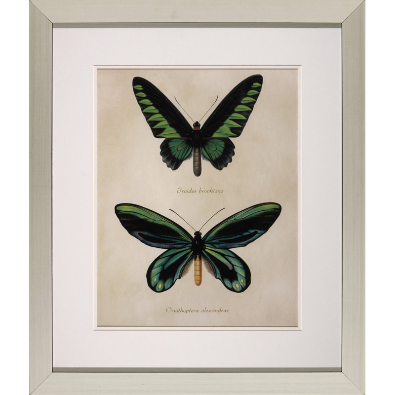 Bejeweled Butterfly II Print