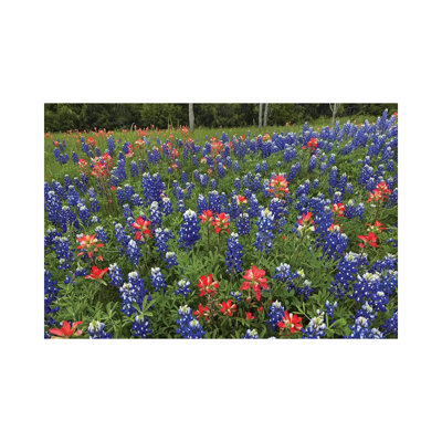 Bluebonnet and Paintbrush Meadow, Cedar Hill State Park, Texas 1 Piece Wrapped Canvas Wall Art