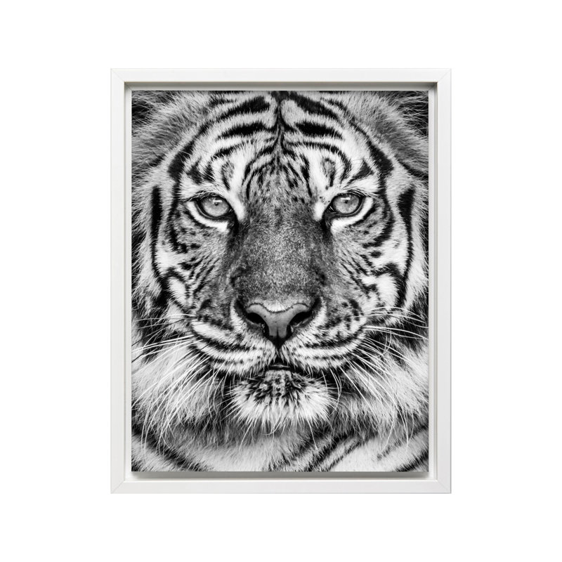 Tigre n ° 2, Canevas, Encadrement blanc, H 08 po x l 10 po