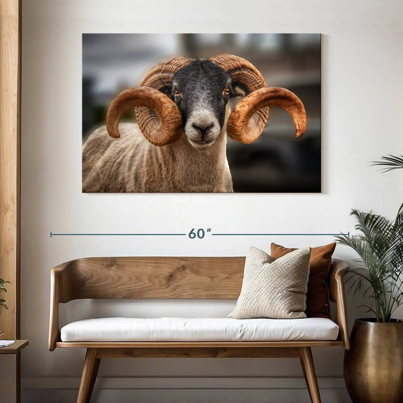 Ram écossais Brampt, H 32 po x l 48 po