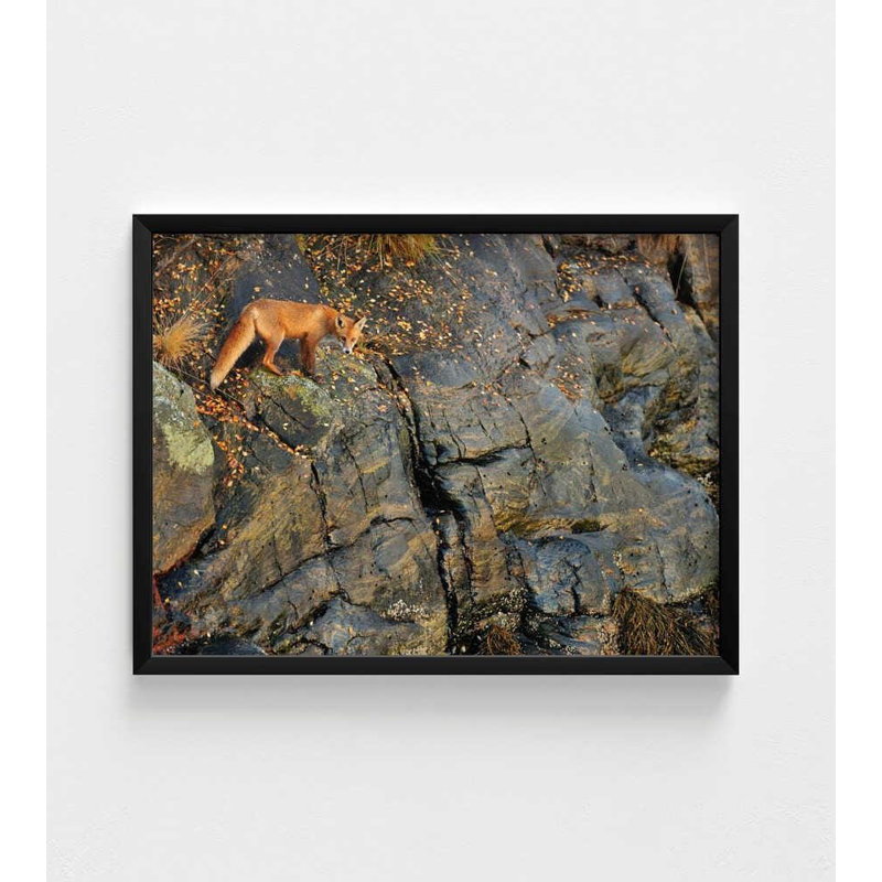 Reproduction d'art «Fox on the Rocks»: Paysage d'automne, encadré ou non, H 18 po x l 24 po, Noir
