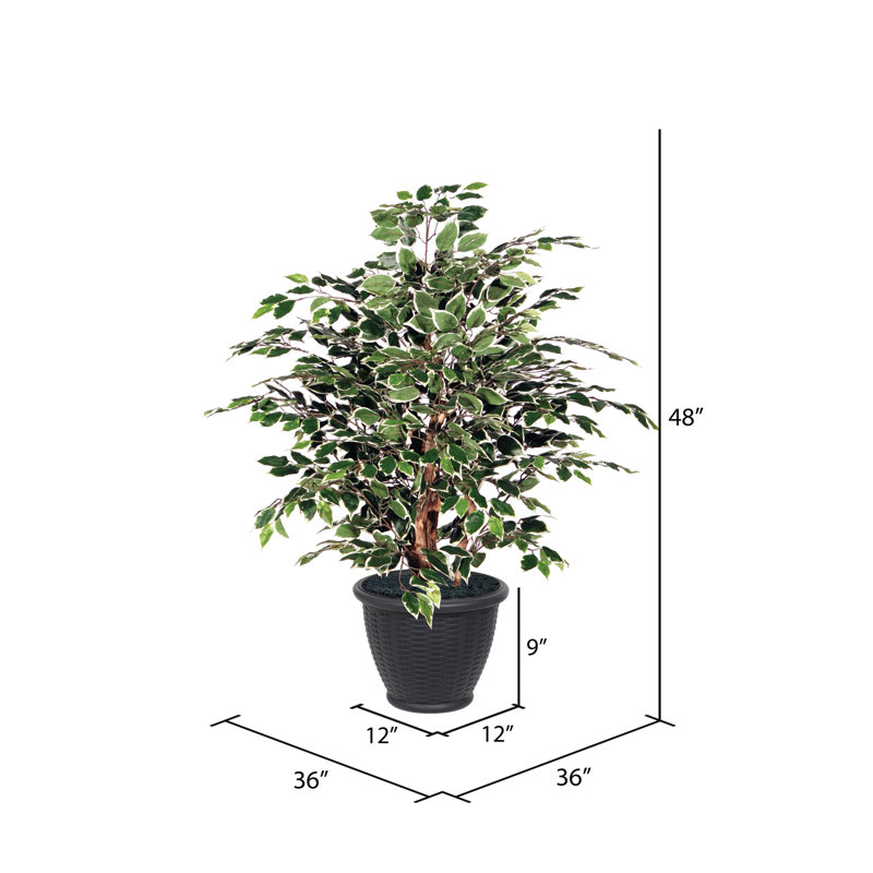 Artificial Variegated Ficus Extra Full Series, Black