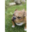 Statue de chien qui marche-44488689