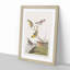 Assortment of Birds by John Audubon - 1 Piece Single Picture Frame Painting-57844327-57844328