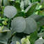 Silver Dollar And Seeded Eucalyptus Artificial Christmas Garland - 10' X 15" - Unlit