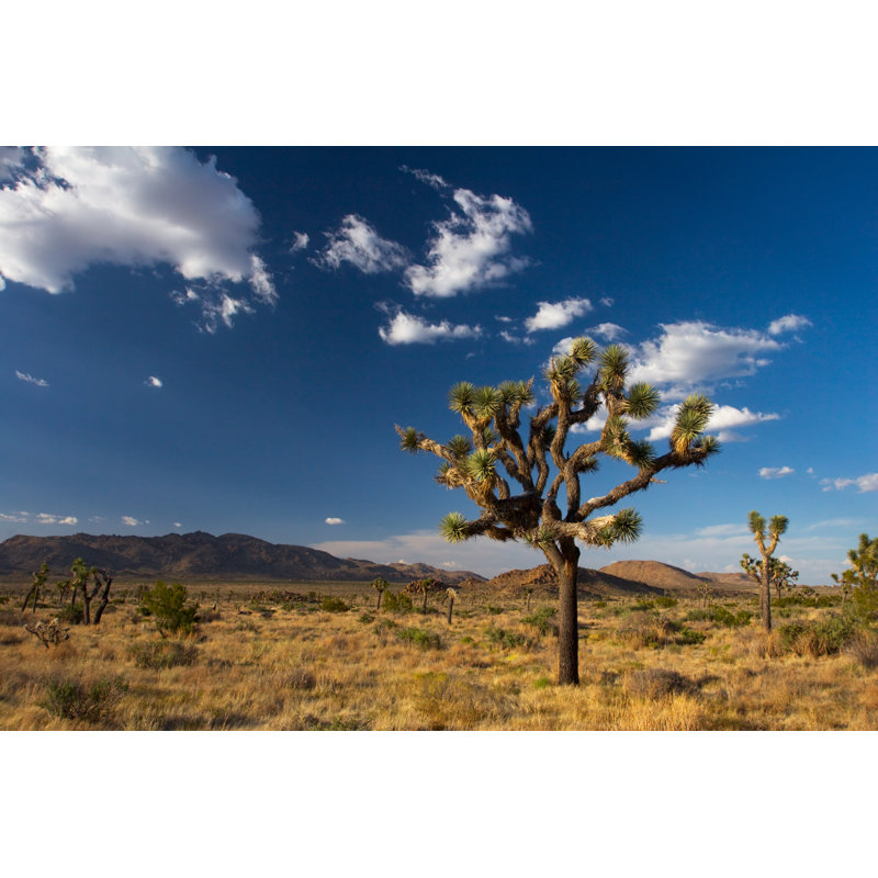 Joshua Tree National Park by KateLeigh - Wrapped Canvas Print, 51cm H x 76cm W