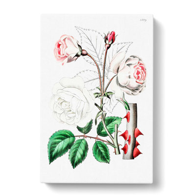 Pink Beach Rose - Wrapped Canvas