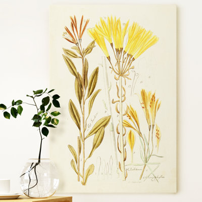 «Antique Botanical Sketch IV», reproduction sur toile