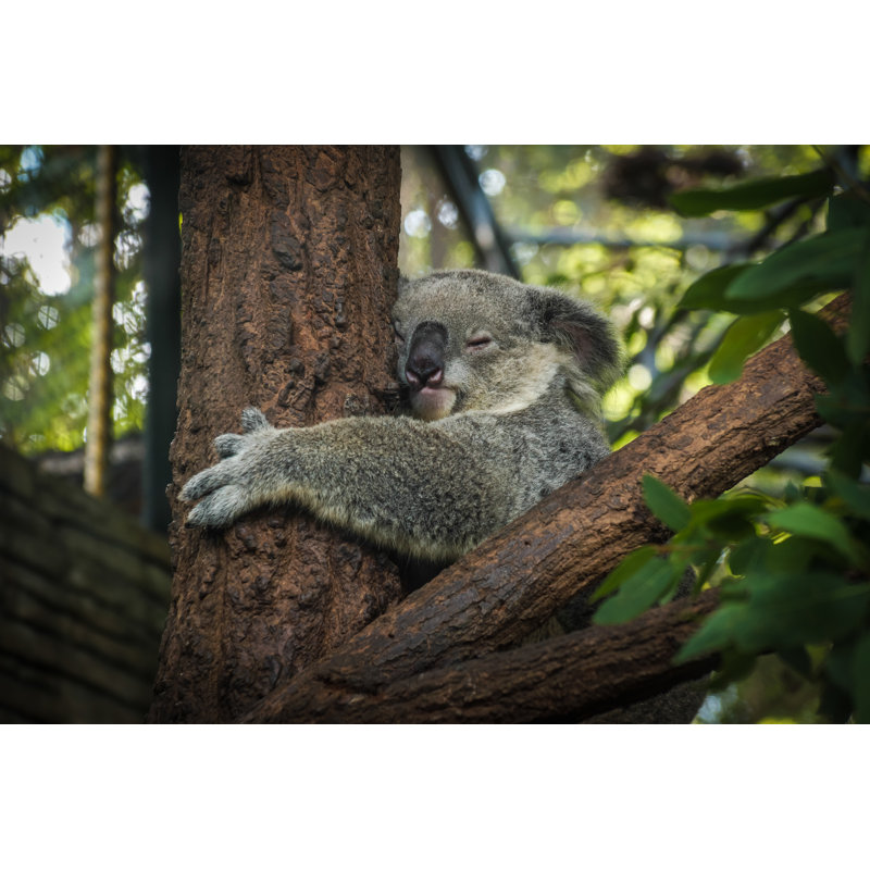 Koala Bear Sleeping by AnnaElshina - Wrapped Canvas Print, 30cm H x 46cm W