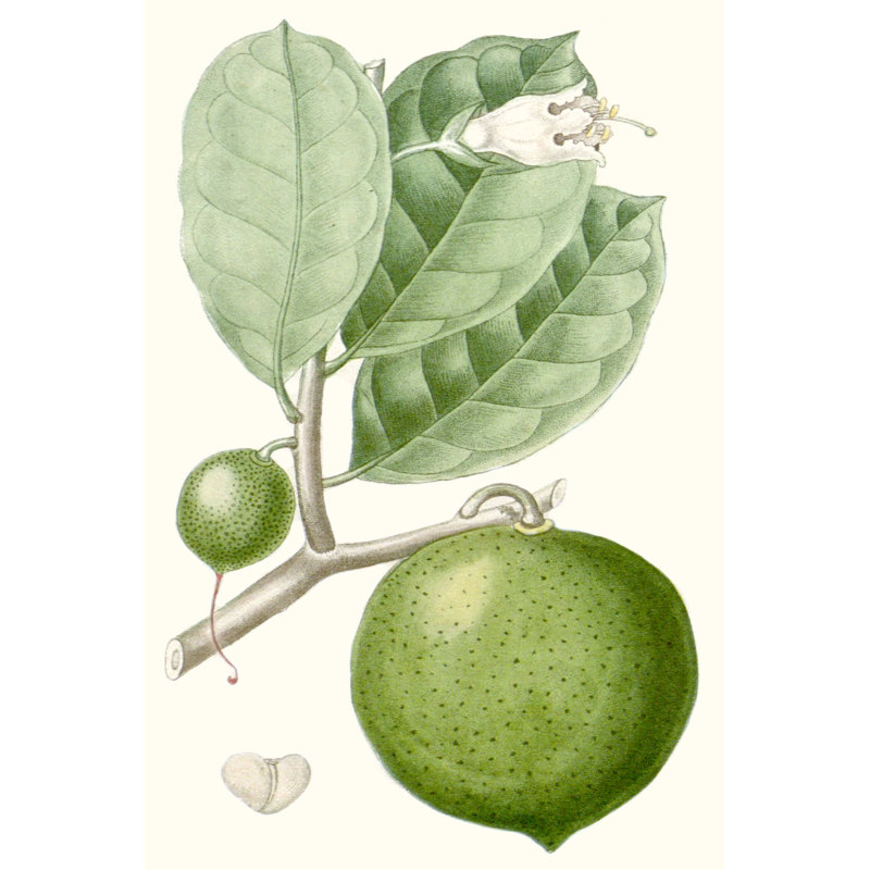 Turpin Fruit III by Turpin - Painting Print, 122cm H x 81cm W, Black Floater Framed