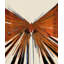 Butterfly Boom 1 Print by Todaro, Katie-1740730343-1740730342