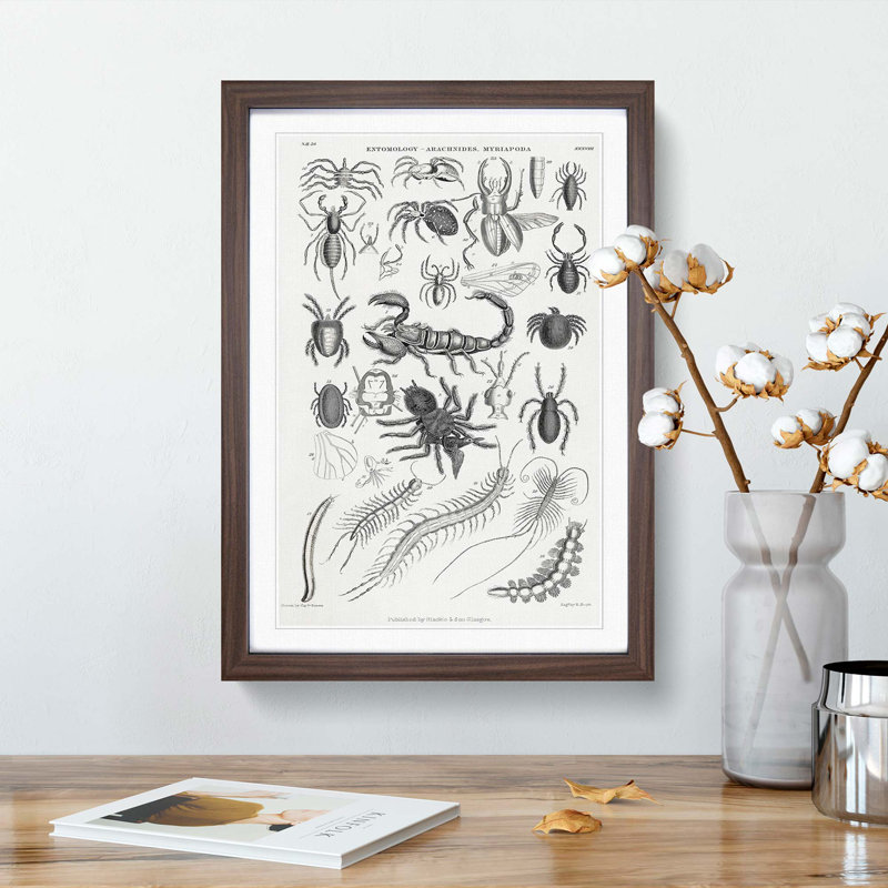 Study of Insects XXXVIII by Oliver Goldsmith - Picture Frame Drawing Print, 87cm H x 62cm W x 2cm D, Walnut Framed