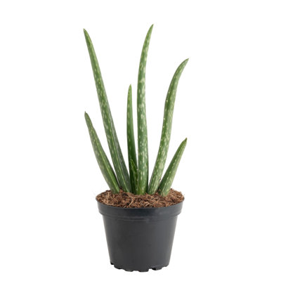 Aloe Vera in Nursery Pot