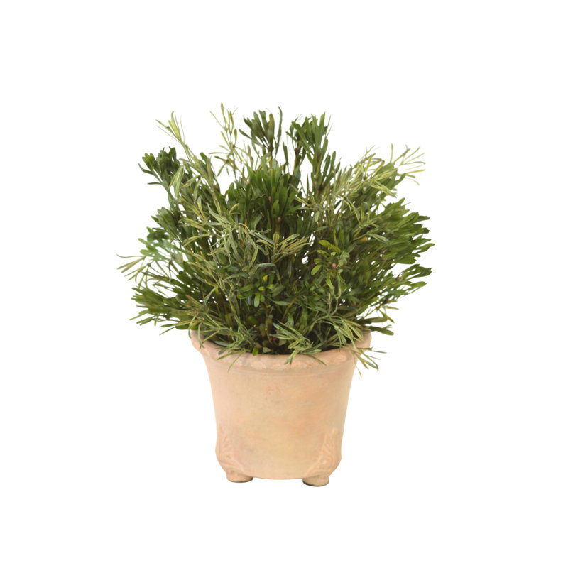 Feuillage vert Oasis dans un pot à trois pieds