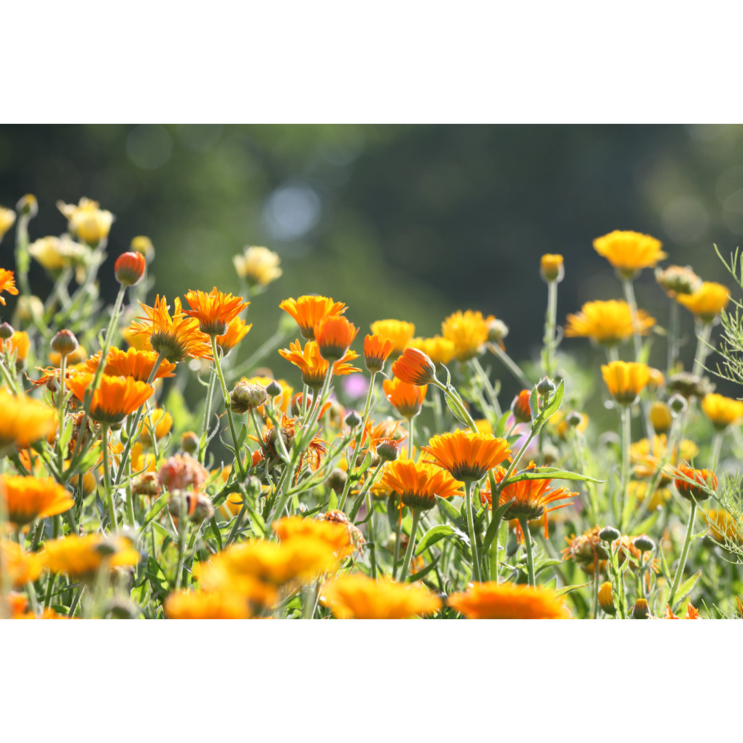 Wiese mit Ringelblume von SchmitzOlaf - Druck