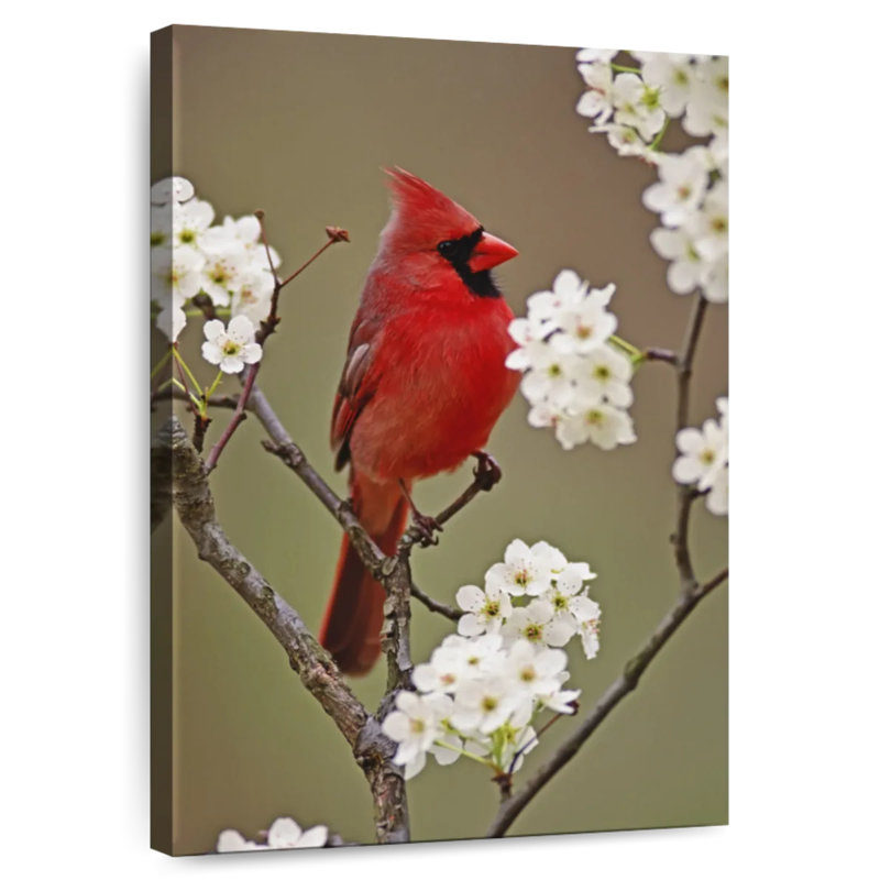 Brampt cardinal du nord et fleurs de poire, H 24 po x l 16 po